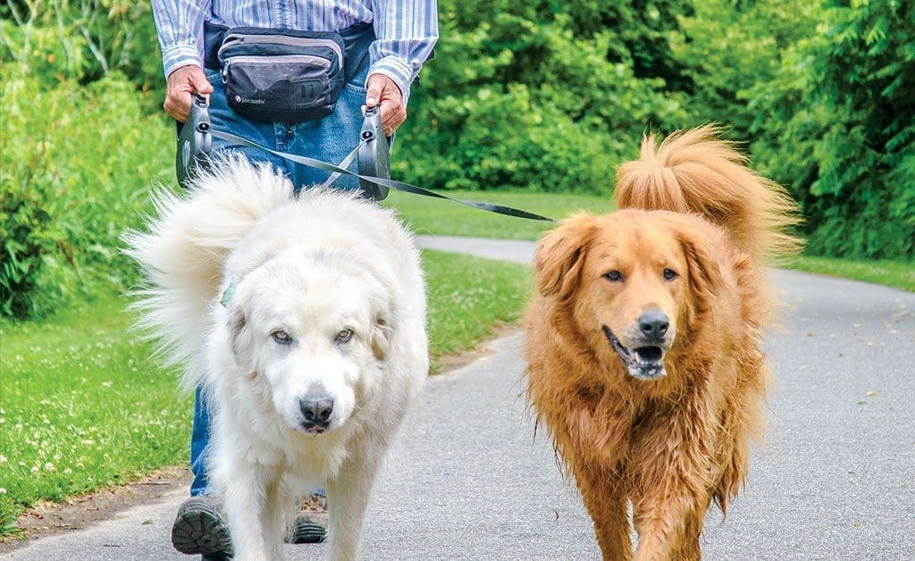 traveling with pets